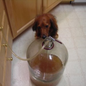 MaxtheBrewDog