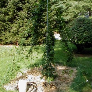 Hops