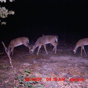 SomeDeer1of3