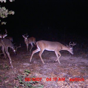 SomeDeer2of3