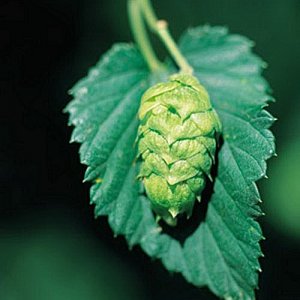 Hopcone