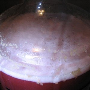 PossibleinfectionofAppleBerryWine