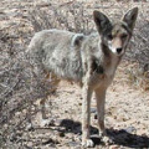 coyotlgw