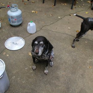4914-csdogs