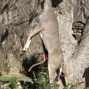 4914-doe