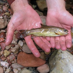 SecretApachetrout
