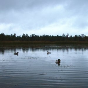 Openingdaydecoys