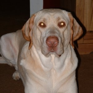 Murphy
