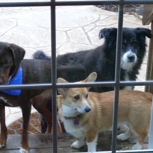 Thedogs