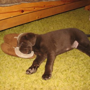 PorterPup