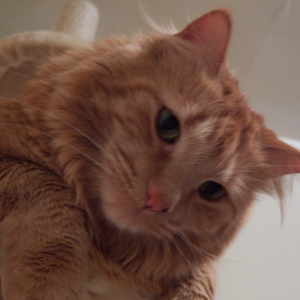 MyCatButtercup