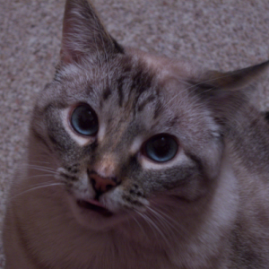 MyCatMisty