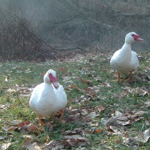 Muscovies