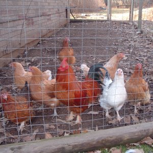 Chickens