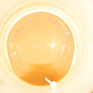 NottinghamYeast