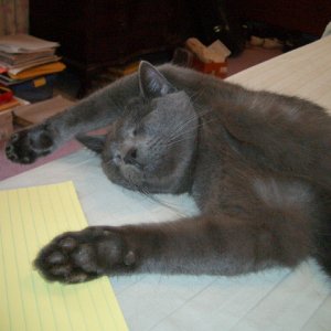 KittyNap