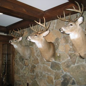 mounts_001