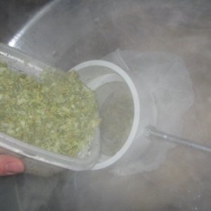 Hopsintothecollar