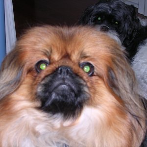 Gizmo_close-up_08-12-03