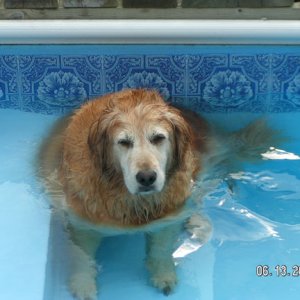 beasleythewonderdog