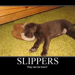 Mot_slipper