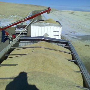HaulnBarley