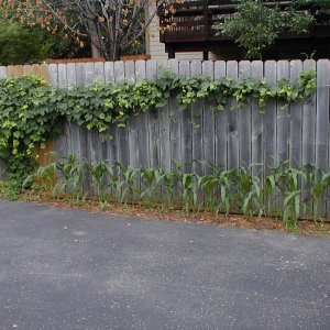 Nugget_Hops
