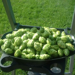 NorthernBrewerFirstyear