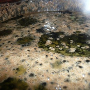 MoldyBeer