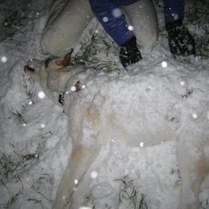 Kota_and_Snow_006