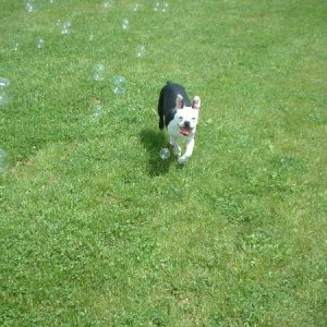 DieseltheDog