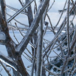 Branches_close_small