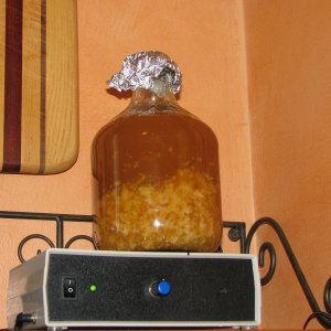 Yeast_Starter