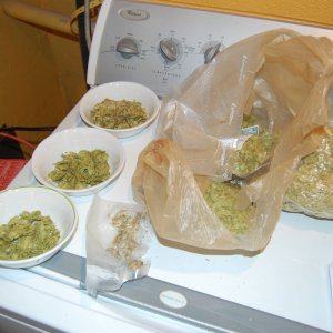 hops11