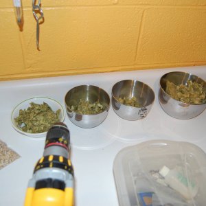 hops2