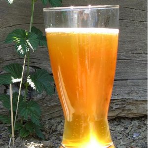 HoneyWheatinthehopsgarden