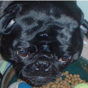 FatPug