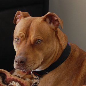 PitBull1