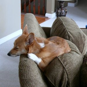 Damndogthinksshesacat