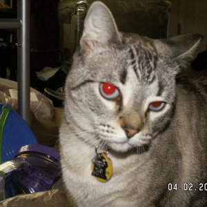 DruckKitteh
