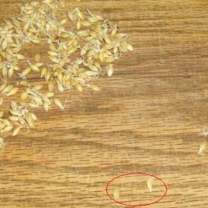 germinationrate
