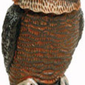 motion-detector-owl-148035