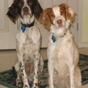 Dogs