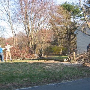 tree_overall