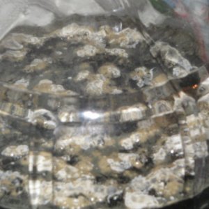 Pellicle