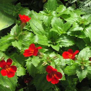 Flowers_at_GPC