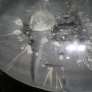 infected3