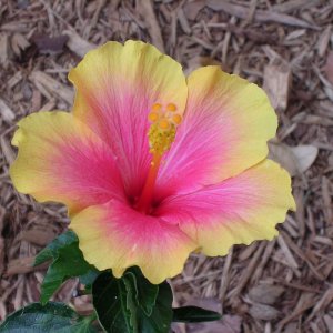 hibiscusbloom