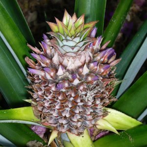backyardpineapple