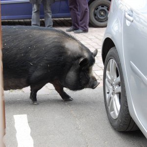 pig